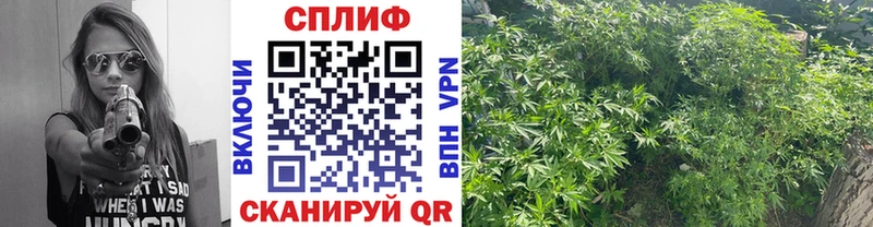 Купить закладки  Тетюши  МАРИХУАНА планчик 